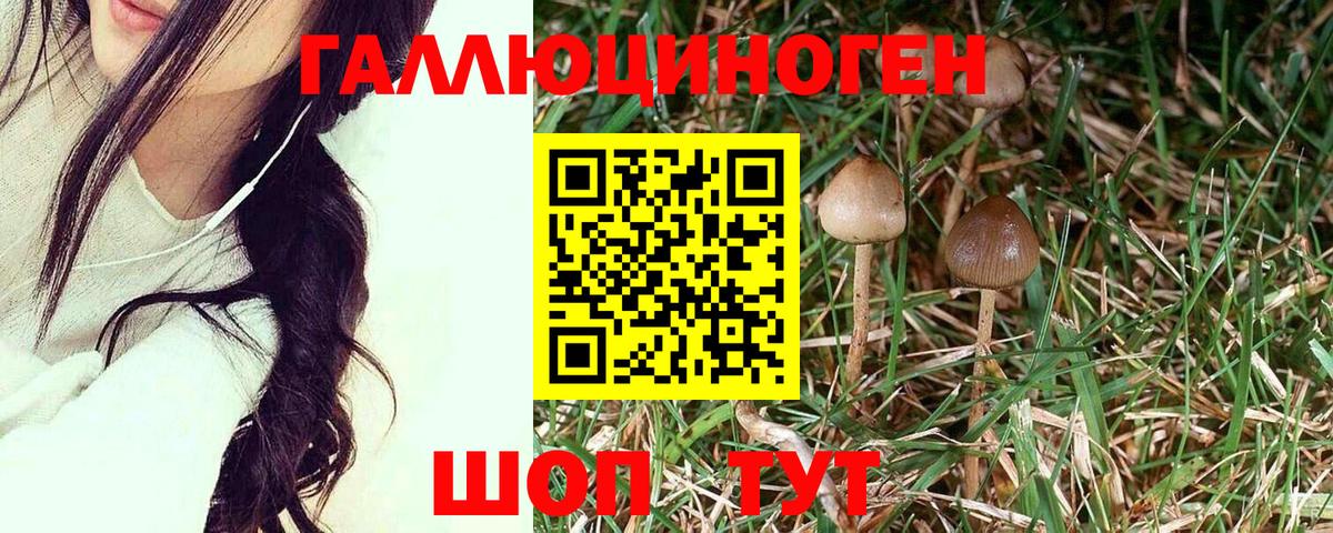 Павлово  Галлюциногенные грибы прущие грибы  Галлюциногенные грибы Psilocybe  Вход с VPN 
